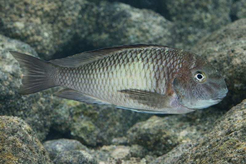 Tropheus sp. 'limespot' Mwerazi